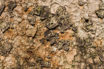 Old Bark Tree texture background, Brown Tree trunk