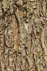 Old Bark Tree texture background, Brown Tree trunk