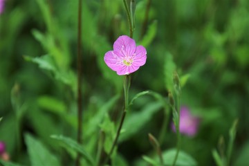 Fototapeta premium ユウゲショウ（夕化粧）の花