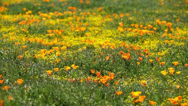 Poppy Flower Super Bloom in Antelope Valley California