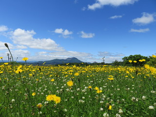 初夏の有珠山と昭和新山とタンポポ