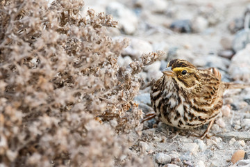 Belding Savannah Sparrow