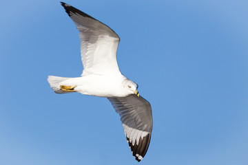 Seagull flying overhead