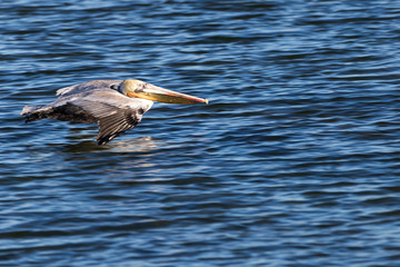 Pelican skimming the water