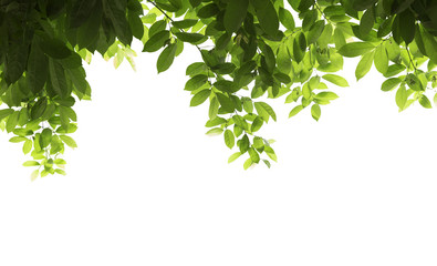 Green leaves frame isolated,Objects with Clipping Paths