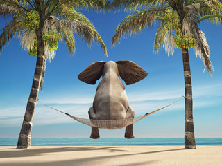 Een olifant zittend in een hangmat