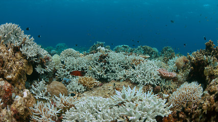 Fototapeta na wymiar Coral bleaching occurs when sea surface temperatures rise.