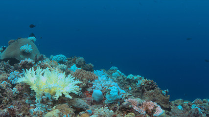Coral bleaching occurs when sea surface temperatures rise.