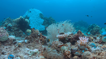 Naklejka na ściany i meble Coral bleaching occurs when sea surface temperatures rise.