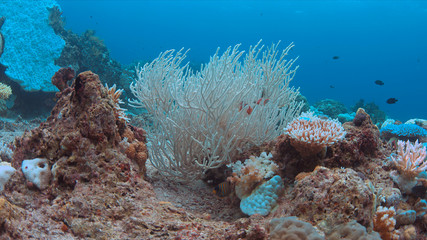 Coral bleaching occurs when sea surface temperatures rise.