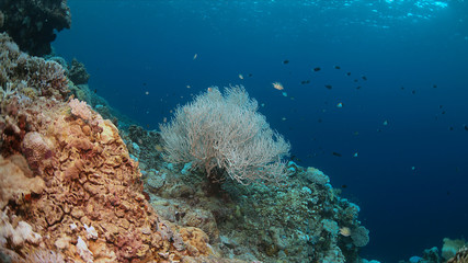 Coral bleaching occurs when sea surface temperatures rise.