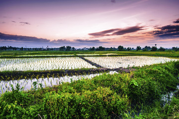 Rice field landscape in northern Thailand at evening time