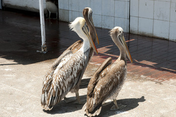 Pelicans - Arica - Chile