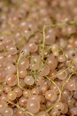 background of ripe juicy white currant berries. top view