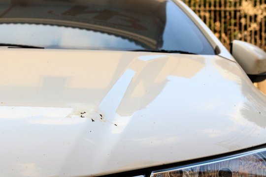 bird droppings on white car body