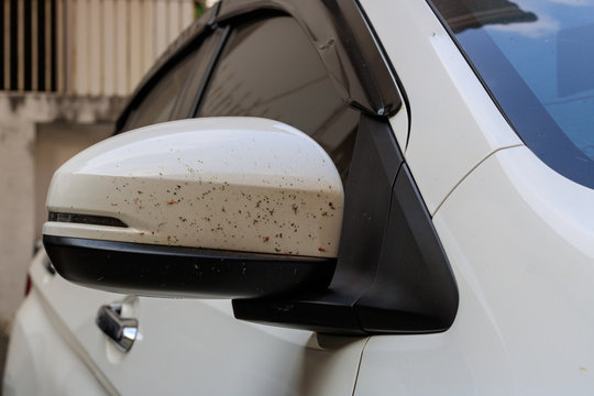 Damage car colour at wing mirror from blood insect when driving at night time.