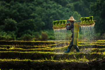 Farmers grow rice in the rainy season. They were soaked with water and mud to be prepared for planting. - obrazy, fototapety, plakaty