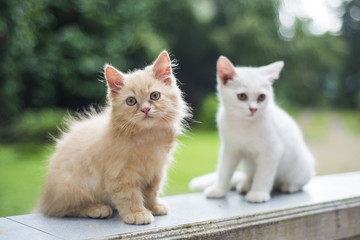 two little kittens sit at home © Sunanta