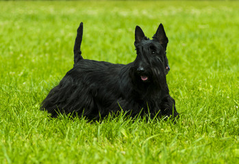 Scotch Terrier. Scotch Terrier posing on the green grass in the park. Scotch terrier breed dog