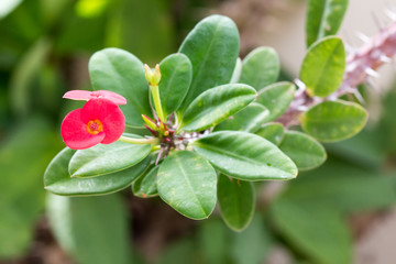 Flowers and thorn of Crown of Thorns or Christ Thorn