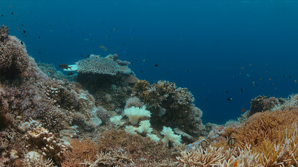 Naklejka na ściany i meble Coral bleaching occurs when sea surface temperatures rise.