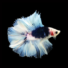 Doubletail Betta on black background. Beautiful fish. Swimming flutter tail flutter.