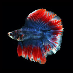 Doubletail Betta on black background. Beautiful fish. Swimming flutter tail flutter.