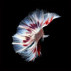 Doubletail Betta on black background. Beautiful fish. Swimming flutter tail flutter.