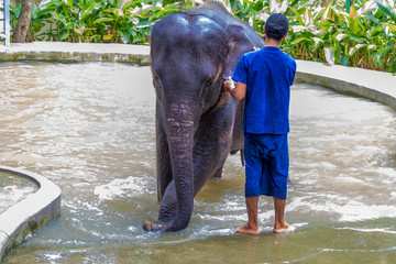 Fototapeta premium Elefant badet im Pool