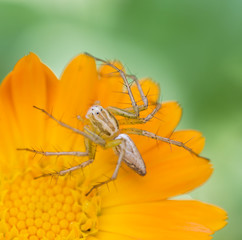 Spider on a flower