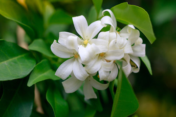 closeup jasmine flower in a garden