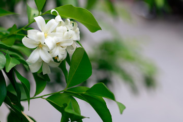 closeup jasmine flower in a garden