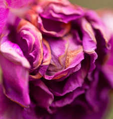 Obraz premium Rose petals as background