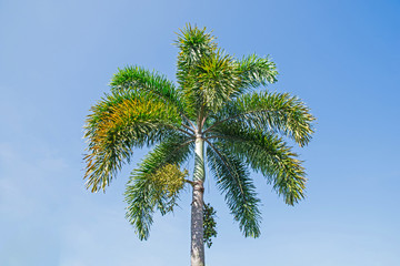 Fototapeta premium Peaks of the palms