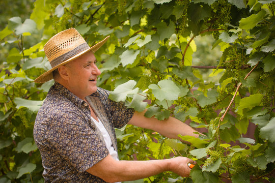 A mature man in hat and shirt work in garden near green grape on his cottage