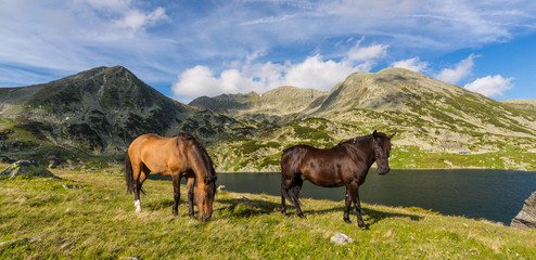 Obraz premium Alpine summer scenery in the Romanian Alps, in summer