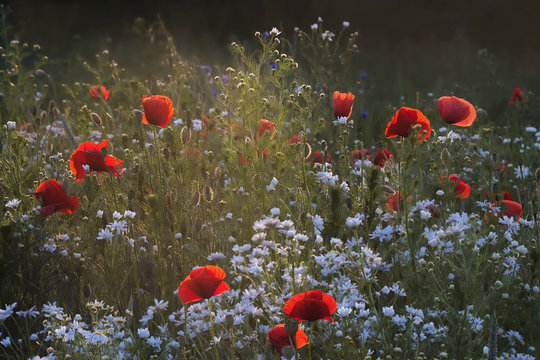 Fototapeta W ostatnich promieniach