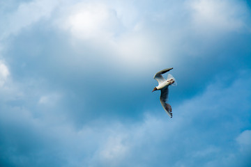 One river gull flies over the lake against a background of thunderclouds in cloudy weather