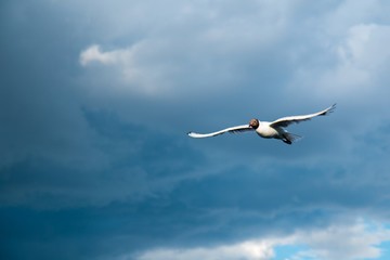 One river gull flies over the lake against a background of thunderclouds in cloudy weather