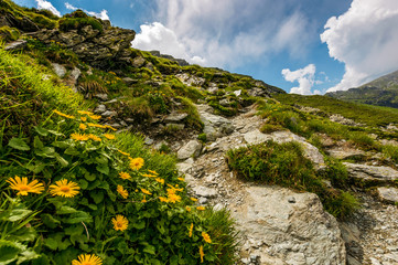 beautiful flowers on Steep slope of rocky hillside