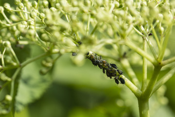 Aphids on the buds of a flower elderberry.