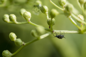 Aphids on the buds of a flower elderberry.