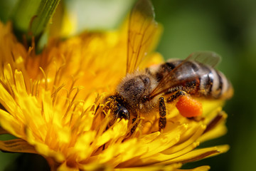 Bee on a yellow dandelion  flower collecting pollen and gathering nectar to produce honey in the hive