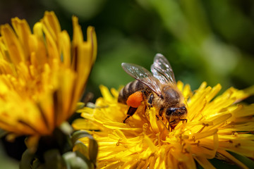 Bee on a yellow dandelion  flower collecting pollen and gathering nectar to produce honey in the hive