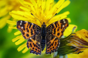 Fototapeta na wymiar Beautiful butterfly on a yellow dandelion flower in a green field