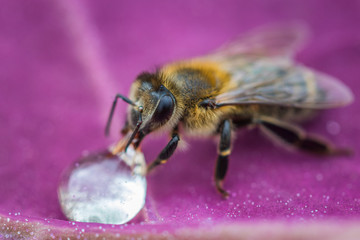 Macro image of a bee on a leaf drinking a honey drop from a hive
