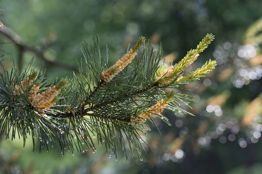 Pollen spreaders on a pine tree branch.