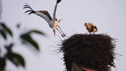 Störche im Storchennest, einer im Abflug