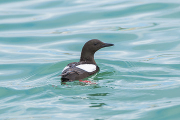 thin-billed murre, Uria aalge, seabird swimming
