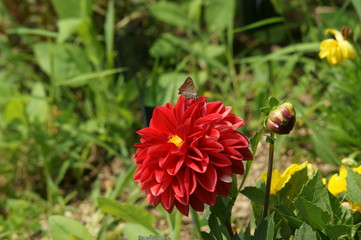 ダリアとベニシジミ